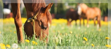 Aliments pour chevaux